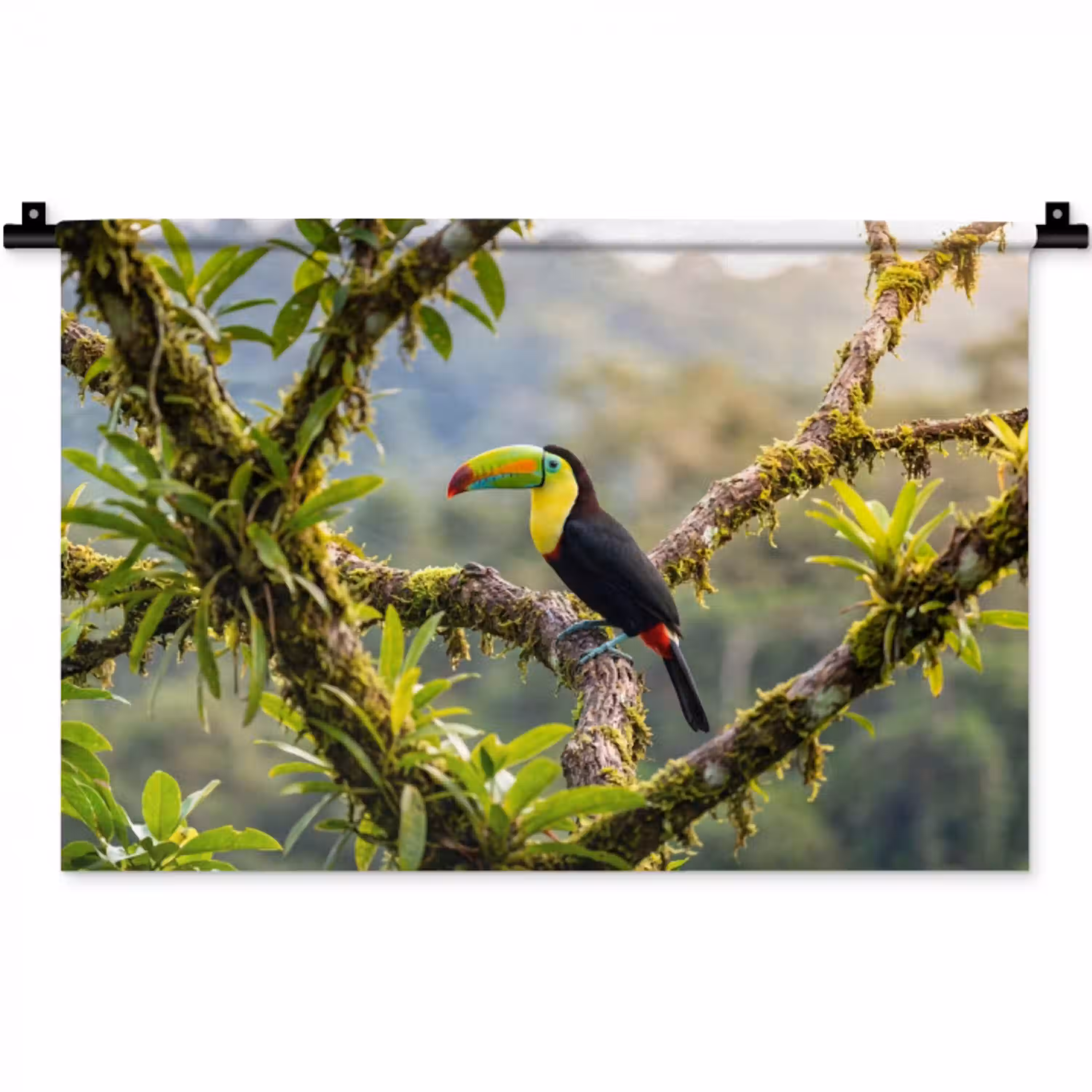 Toekan - Jungle - Natuur - Kleurrijk Wandkleed katoen klein -zz3d