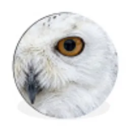 Sneeuwuil - Oog - Wildlife - Wit Wandcirkel aluminium klein -3d