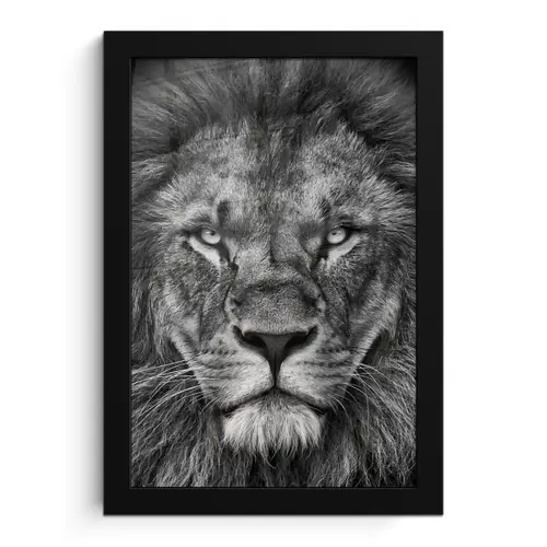 Dieren - Leeuw - Zwart - Wit - Portret fotolijst zwart zonder passe partout klein -3d