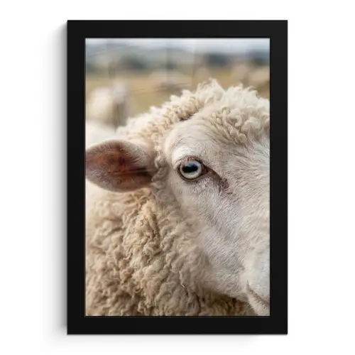 Schaap - Oog - Wit fotolijst zwart zonder passe partout klein -3d