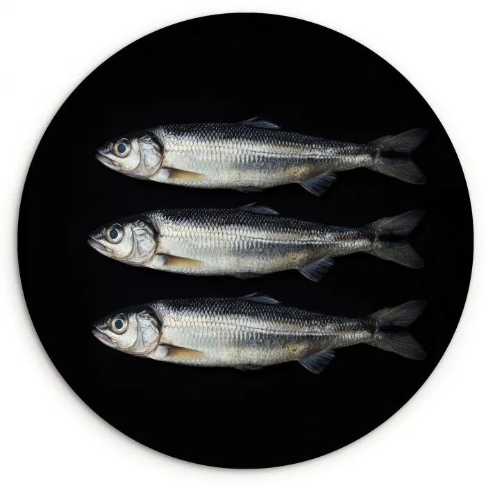 Haring - Vissen - Zwart Wandcirkel kunststof plaat 5mm dik klein -3d