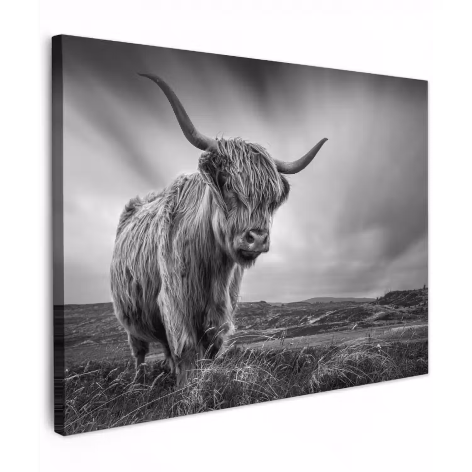 Leinwandbild - Kühe - Schottische Hochlandkühe - Natur - Tiere - Schwarz und weiß
