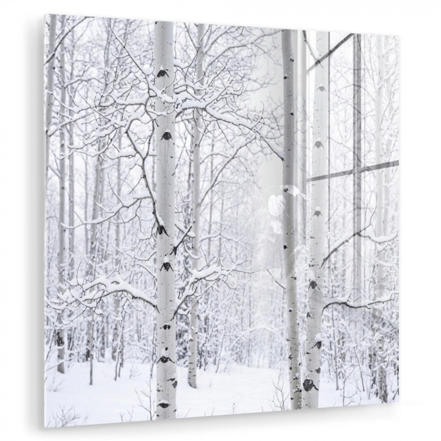 Berkenbomen - Sneeuw - Winter - Bos - Wit plexiglas 5mm klein -zzzproduct_nieuw