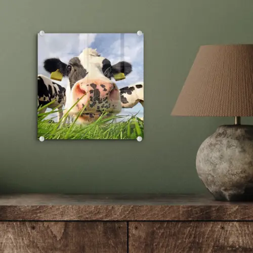 Koe - Boerderij - Gras - Dieren plexiglas 5mm klein -sfeer3