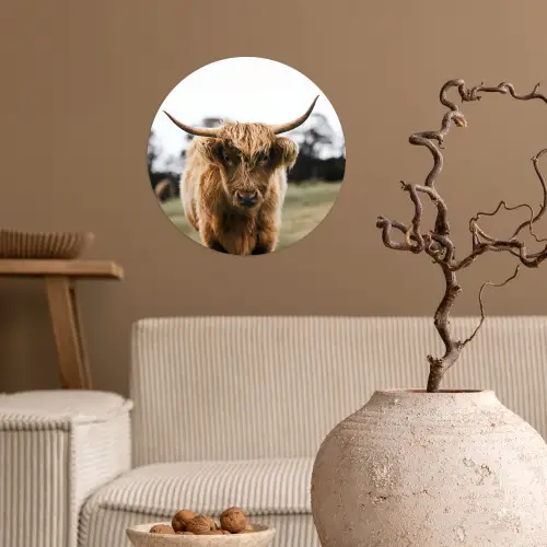 Schotse Hooglander -  Koe - Gras - Dieren - Natuur Wandcirkel behangsticker klein -sfeer1