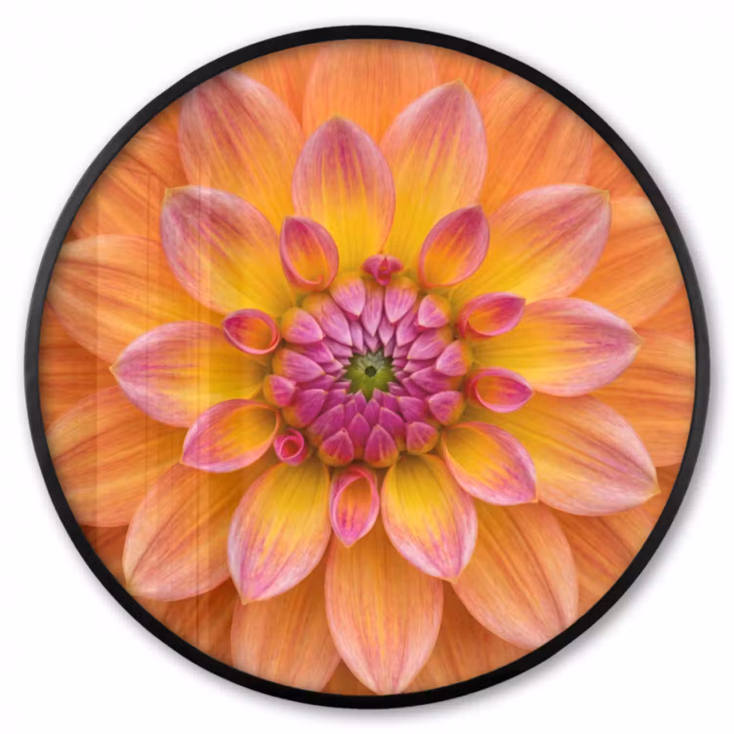 Poster im Rahmen Rund - Dahlie - Blume - Orange
