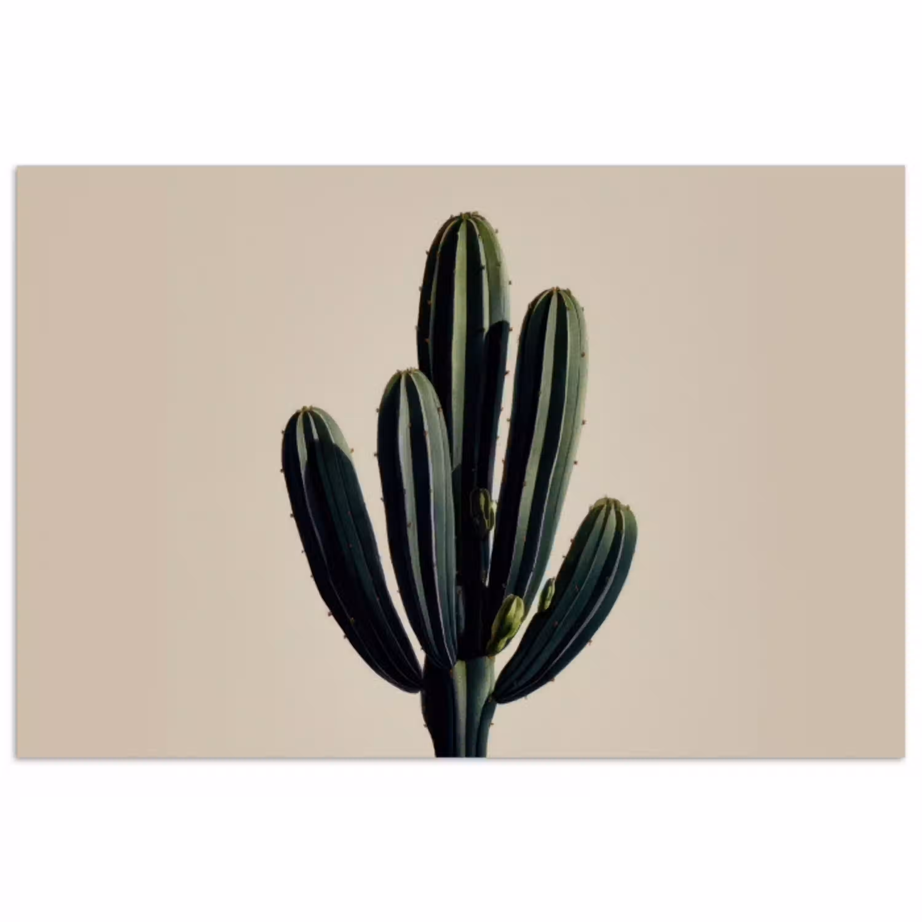 Cactus - Subtiel - Groen poster papier klein -3d