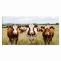 Koeien - Portret - Weide - Boerderij - Nieuwsgierig Muismat XXL klein -3d_leeg