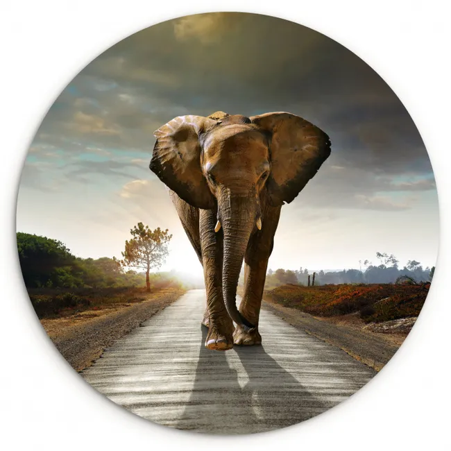 Olifant - Weg - Dieren - Zonsondergang - Landschap Wandcirkel kunststof plaat 5mm dik klein -3d