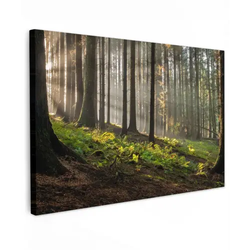 Zon - Takken - Bomen - Bos - Natuur canvas 2cm klein -z3d