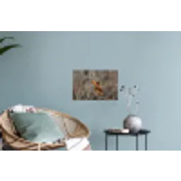 Zonnehoed - Droogbloemen - Geel - Warm Muursticker klein -plant