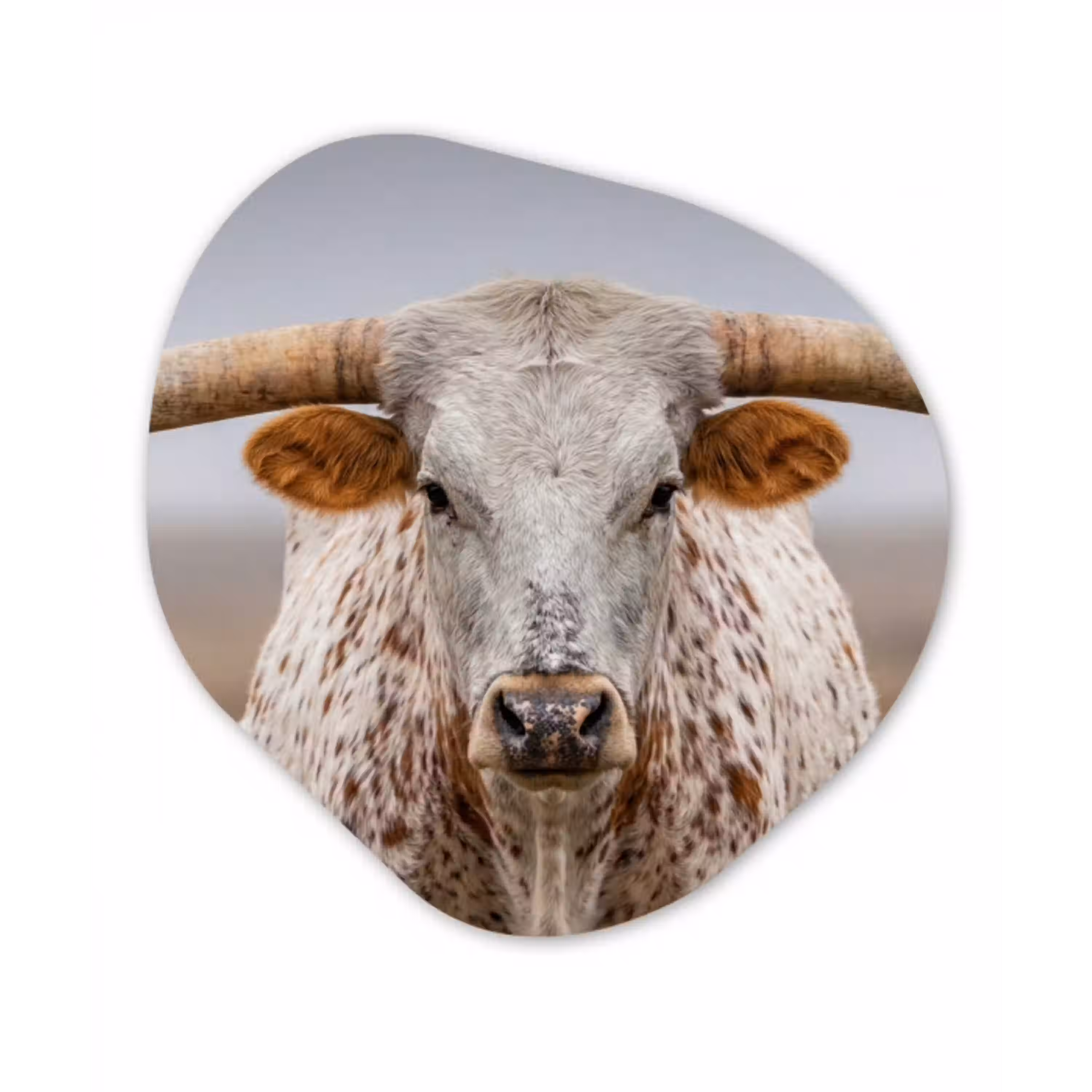 Longhorn - Grasveld - Dier Wandcirkel Organisch Aluminium middel -3d