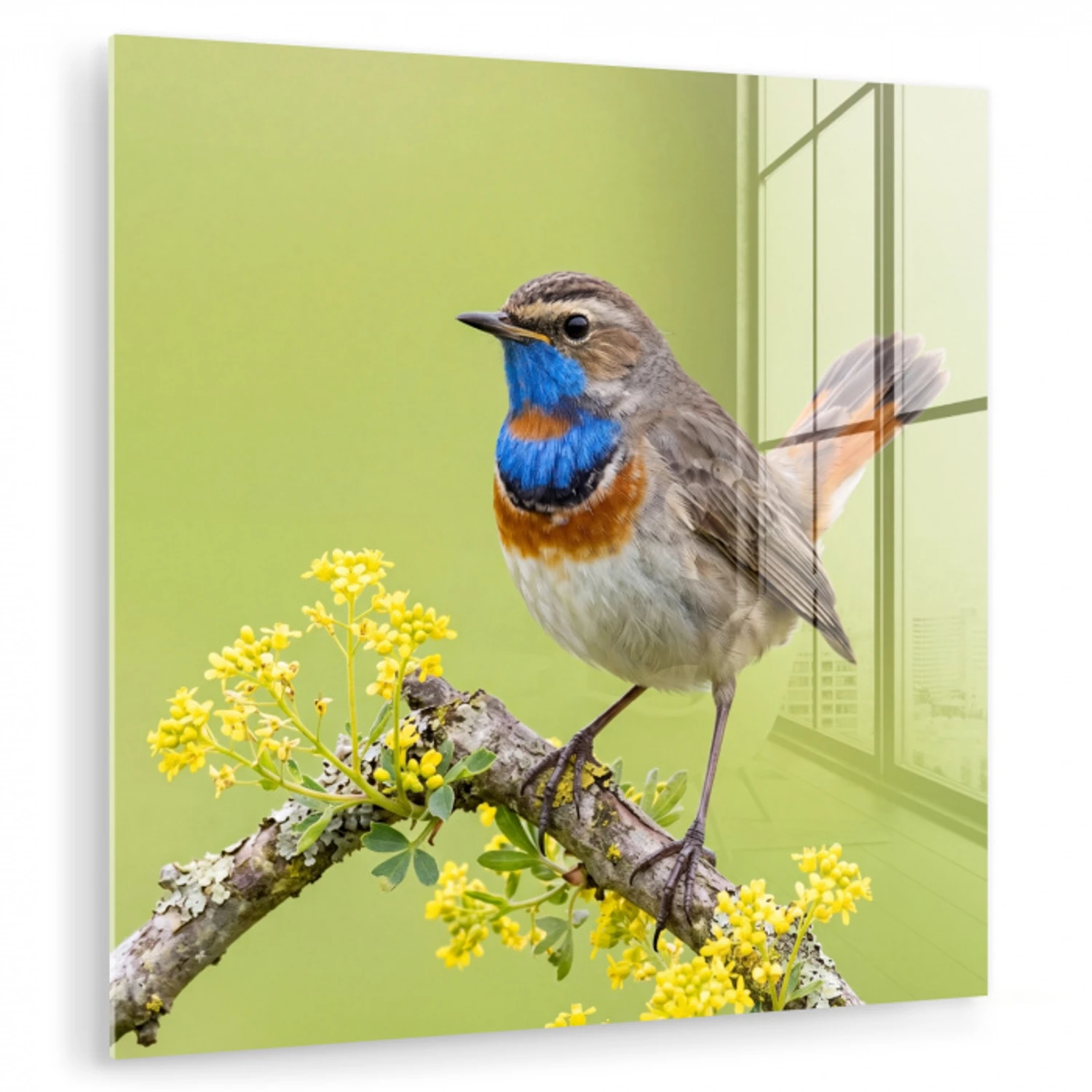 Vogel - Tak - Natuur - Kleurrijk plexiglas 5mm klein -zzzproduct_nieuw