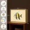 Vis - Sierlijk - Rugvin - Geel Light Box met batterij (Wandlamp) middel -USP_websiteoverzichtNL