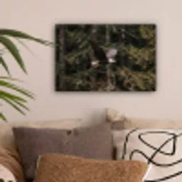Zeearend - Vliegen - Bos - Natuur canvas 2cm klein -sfeer1