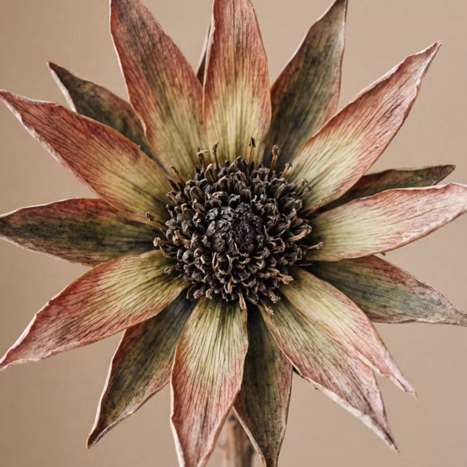 Tapete - Trockenblume - Protea - Vintage - Beige - Rustikal