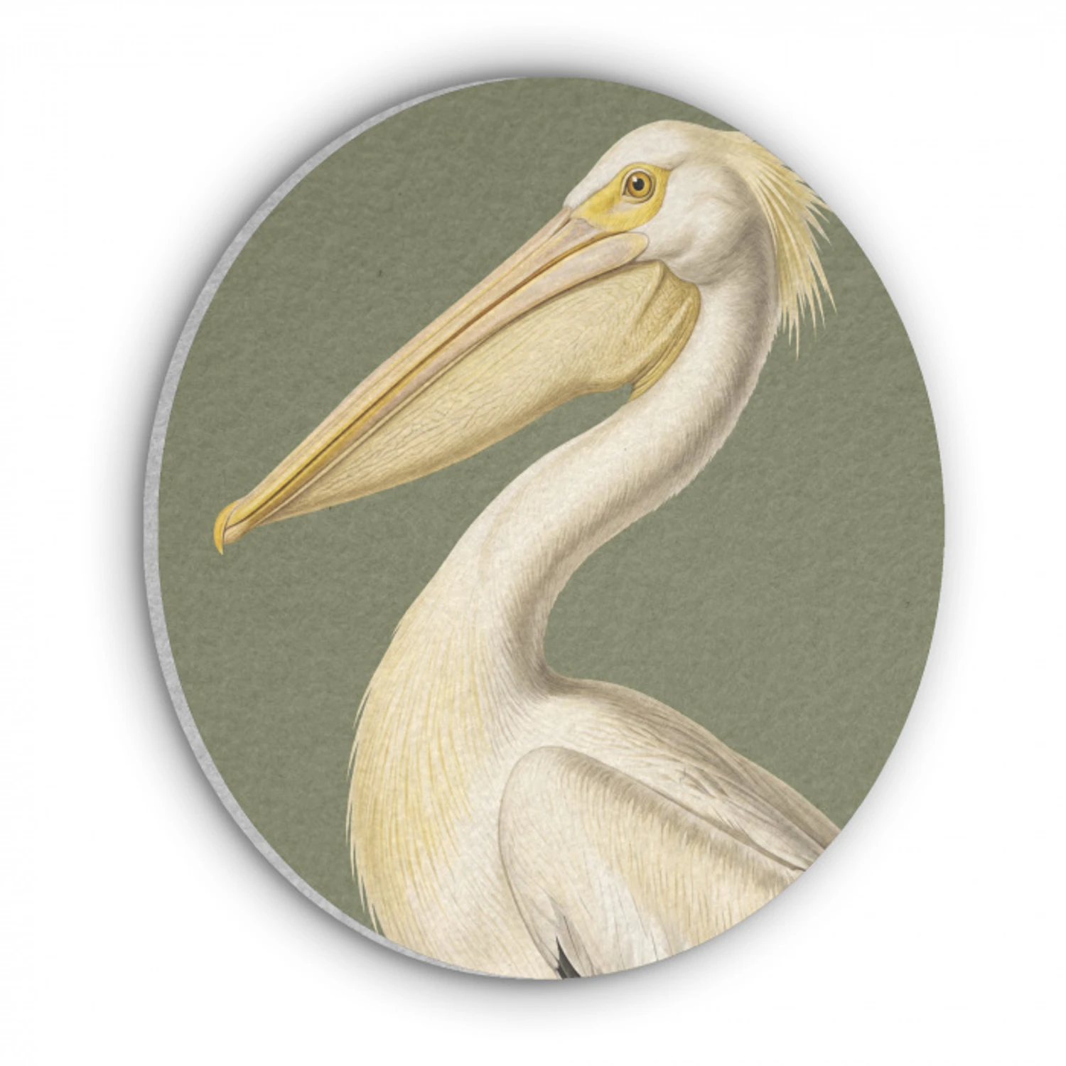 Pelikaan - Wit - Vogel - Klassiek - Natuur Akoestische PET Vilt - Rond klein -3d
