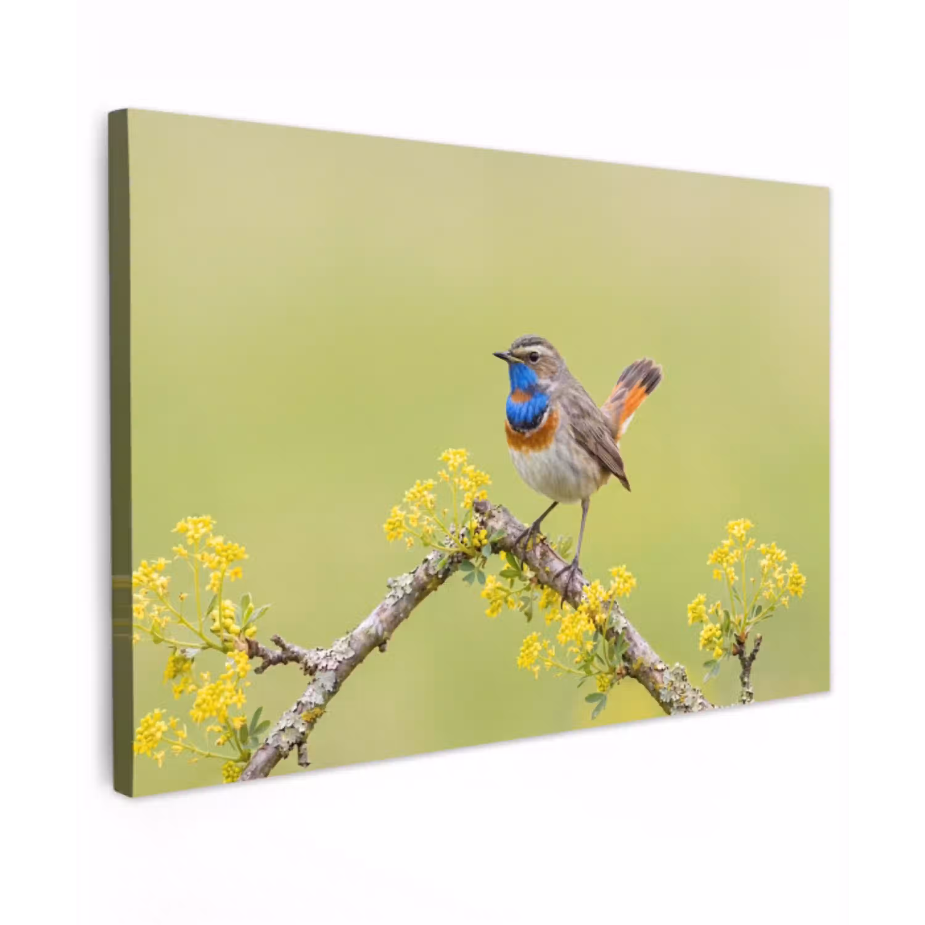 Vogel - Tak - Natuur - Kleurrijk Tuinposter op houten frame 2 cm dik klein -3d