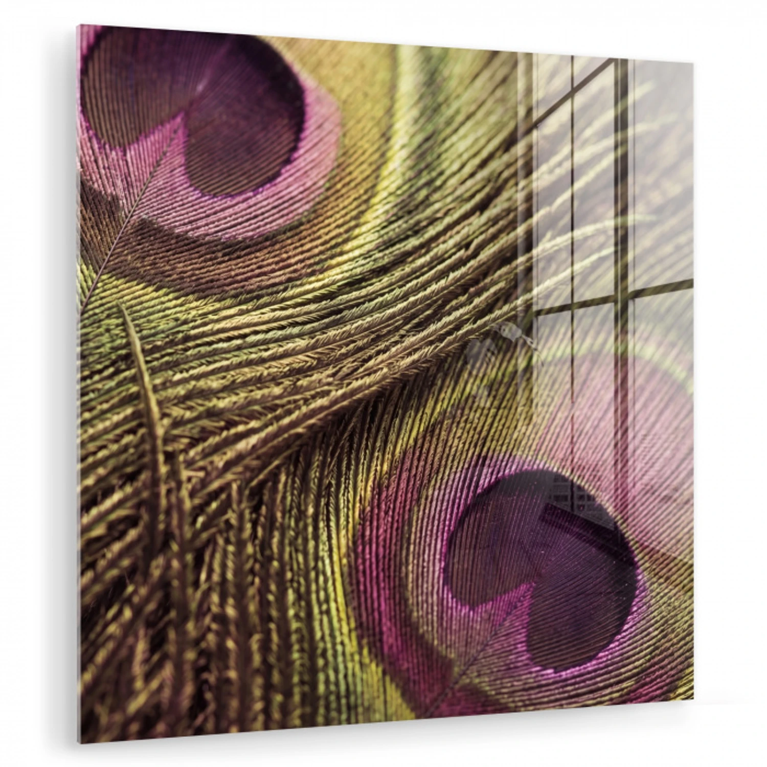 Pauw - Veren - Paars - Groen plexiglas 5mm klein -zzzproduct_nieuw