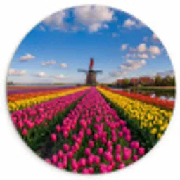 Tulpen - Holland - Molen - Kleurrijk Wandcirkel kunststof plaat 5mm dik klein -3d