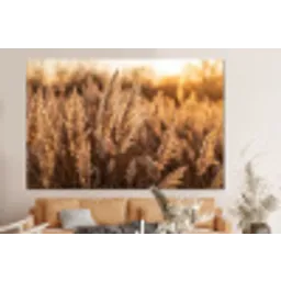 Rietpluimen - Gras - Zonsondergang - Goud - Serene forex 5mm xxl -bovenbank