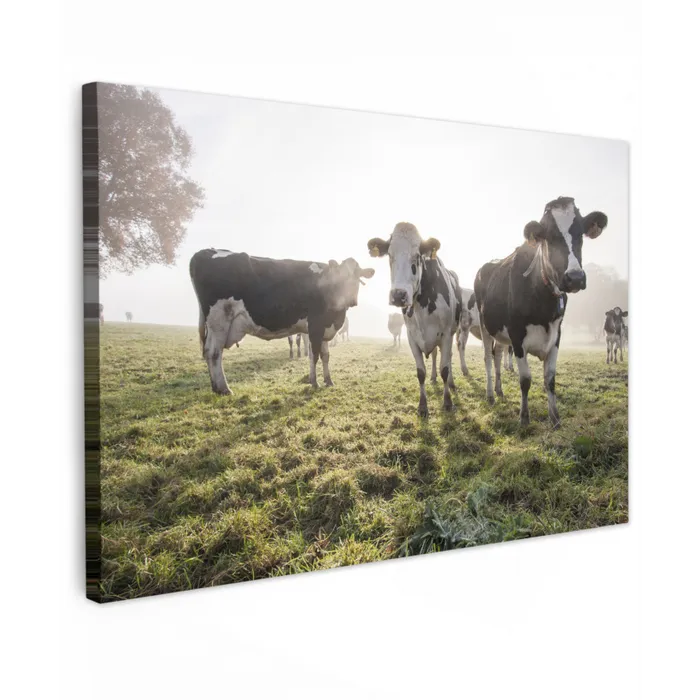 Koeien - Licht - Gras - Dieren Tuinposter op houten frame 2 cm dik klein -3d