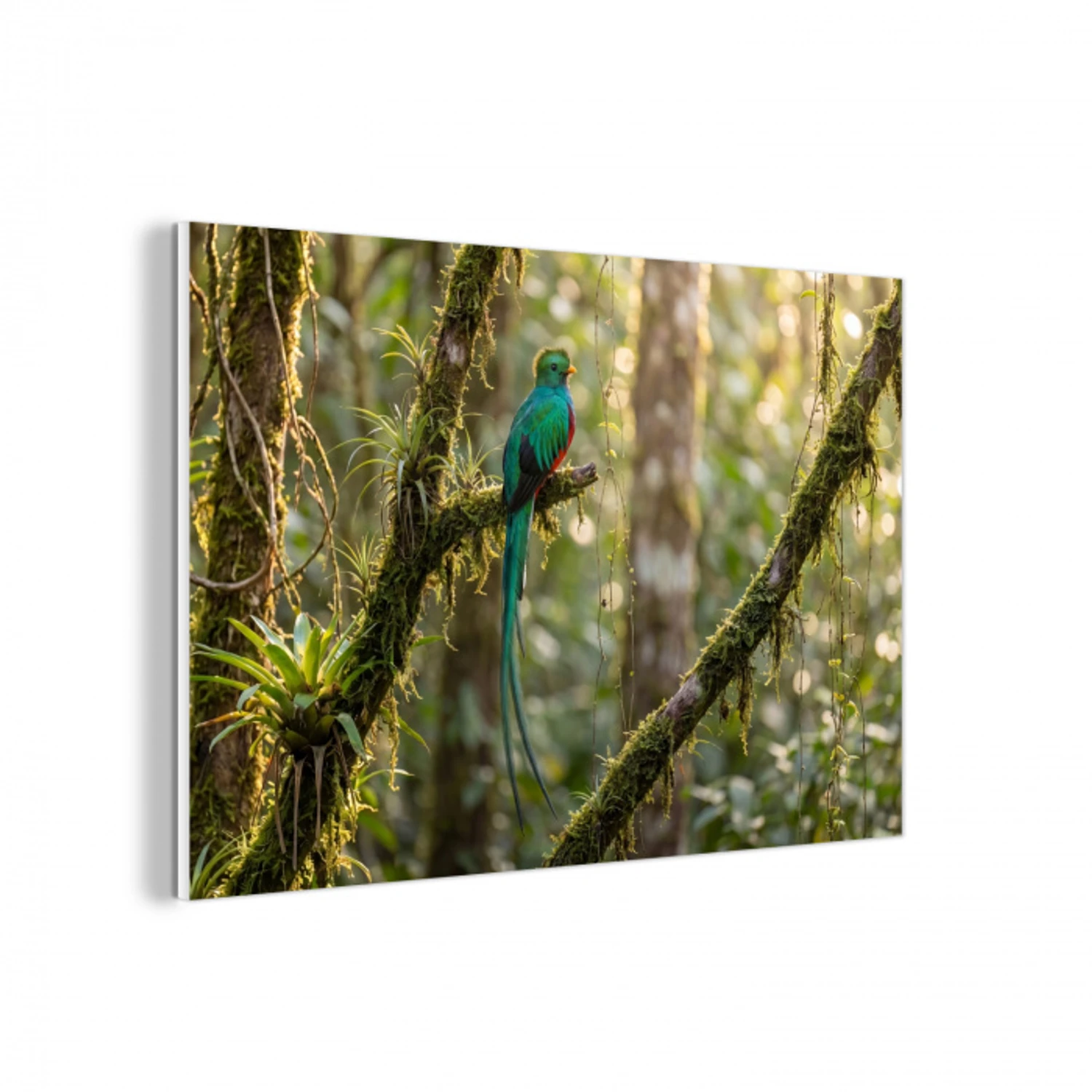 Quetzal - Jungle - Natuur - Groen forex 5mm xxl -3d