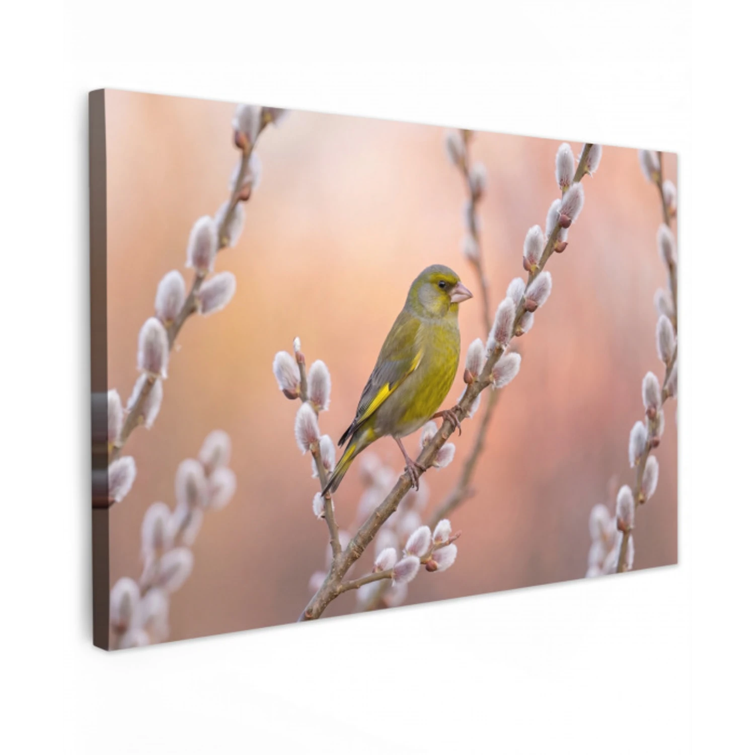 Groenling - Katjes - Lente - Natuur - Zacht canvas 2cm klein -z3d