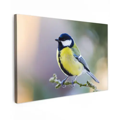 Koolmees op een Tak Tuinposter op houten frame 2 cm dik klein -3d