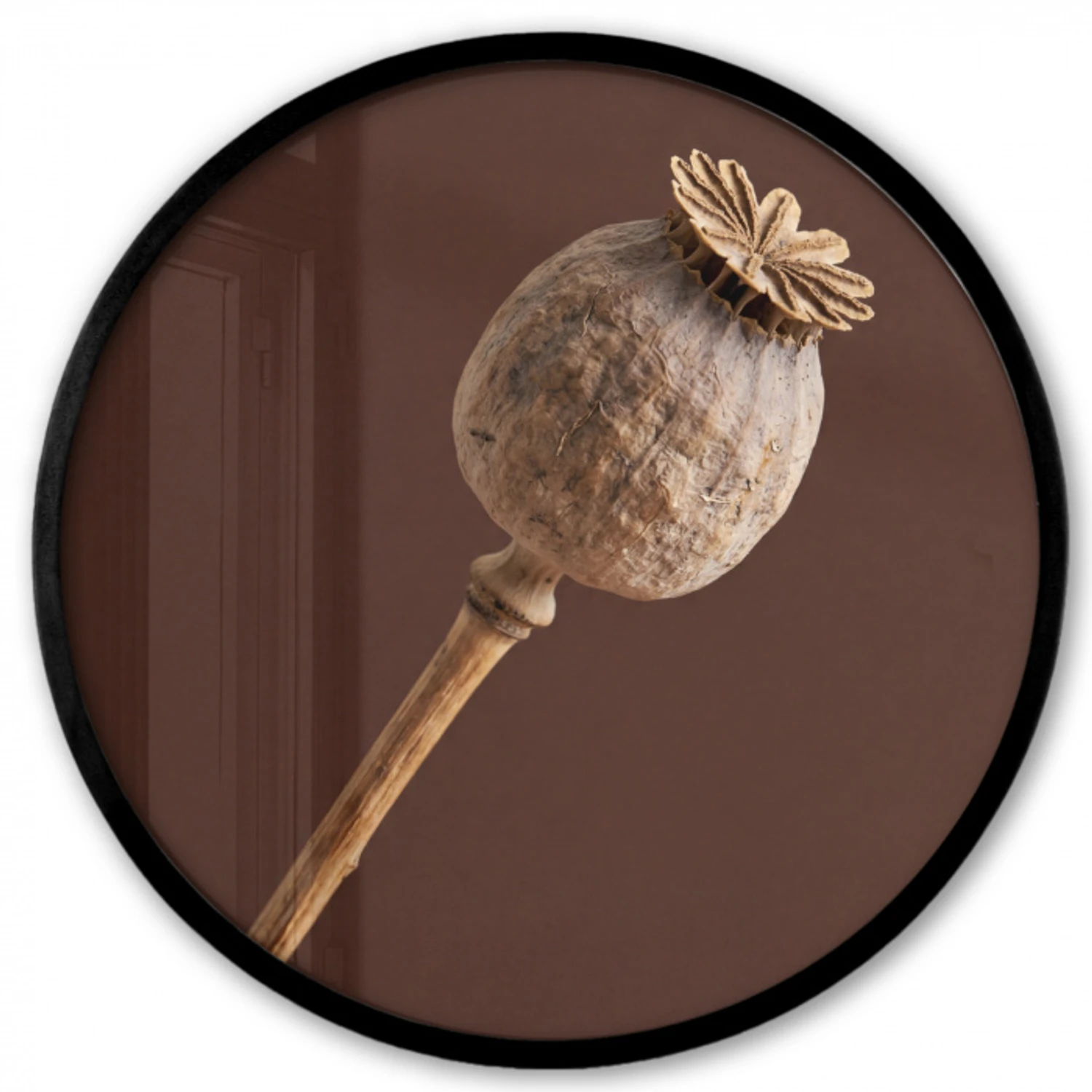 Papaverbol - Droogbloem - Bruin - Minimalistisch Fotolijst rond zonder passe partout klein -3d