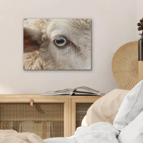 Schaap - Oog - Wit PET vilt klein -sfeer3