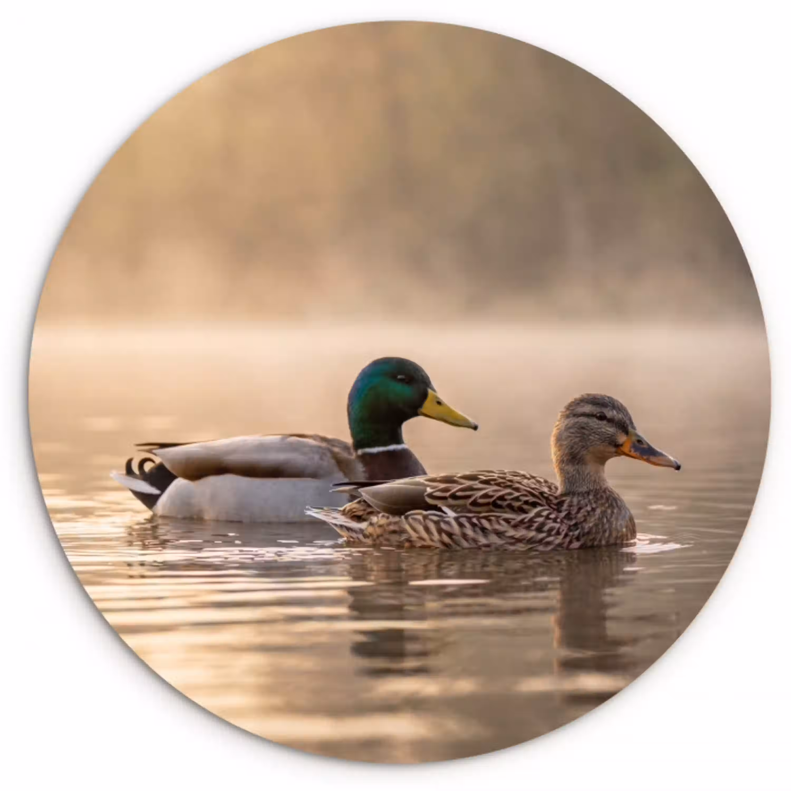 Eenden - Water - Mist - Natuur Wandcirkel kunststof plaat 5mm dik klein -3d