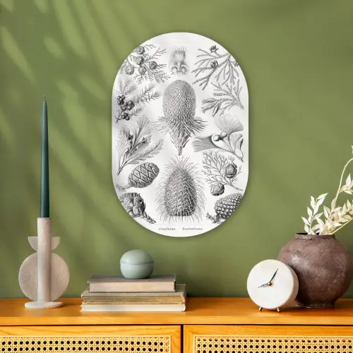 Coniferen - Ernst Haeckel - Kunst - Retro Wandcirkel Ovaal Forex klein -sfeer2