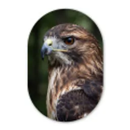 Buizerd - Roofvogel - Natuur - Bruin Wandcirkel Ovaal Forex klein -3d