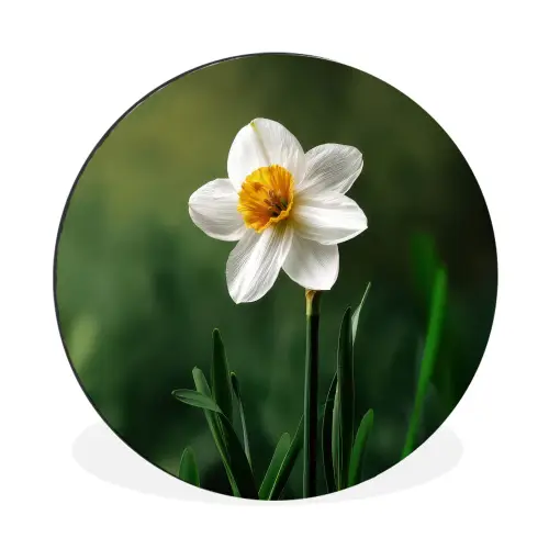 Narcis - Bloem - Wit - Grassprieten Wandcirkel aluminium klein -3d