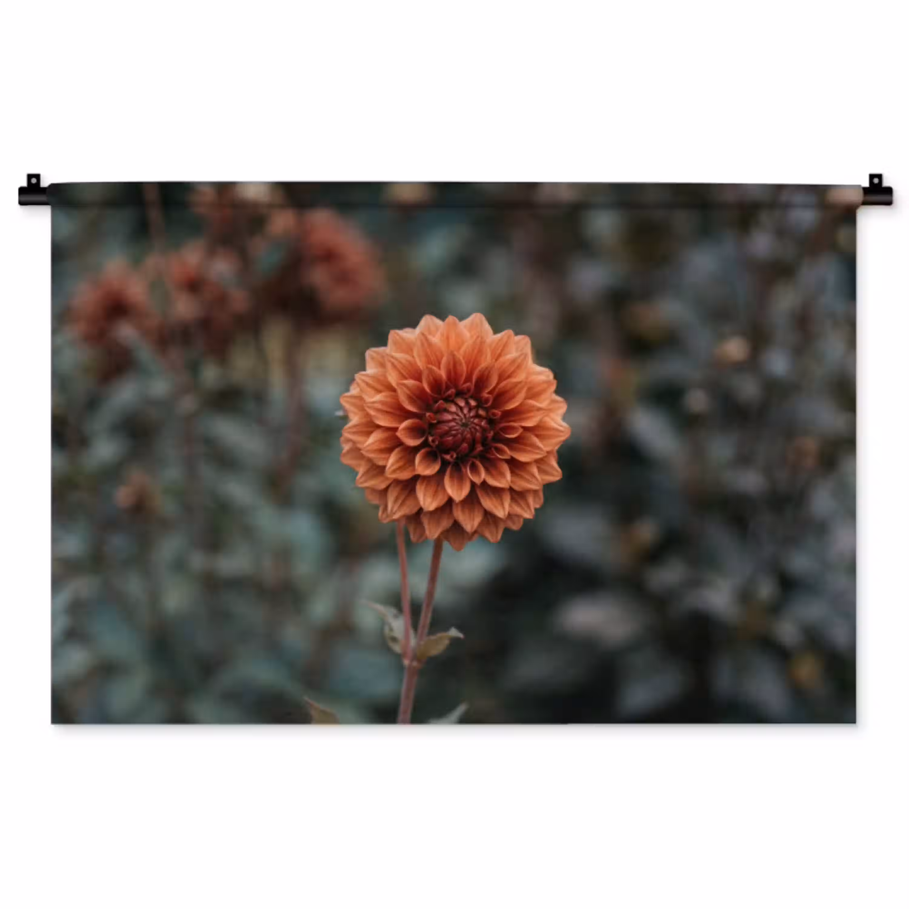 Dahlia - Bloem - Natuur - Sfeervol Wandkleed katoen middel -zz3d