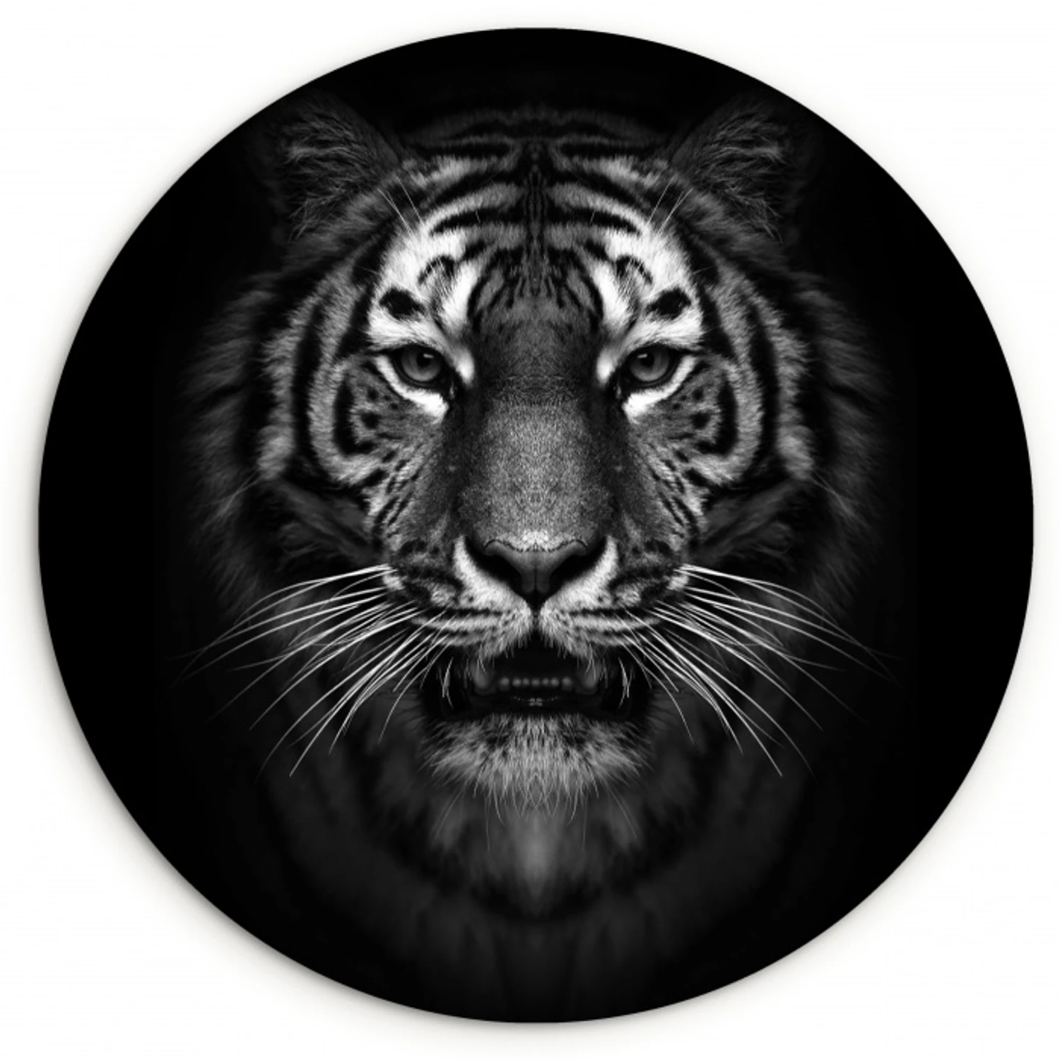 Tijger - Dieren - Zwart - Wit - Portret - Wild Wandcirkel kunststof plaat 5mm dik klein -3d