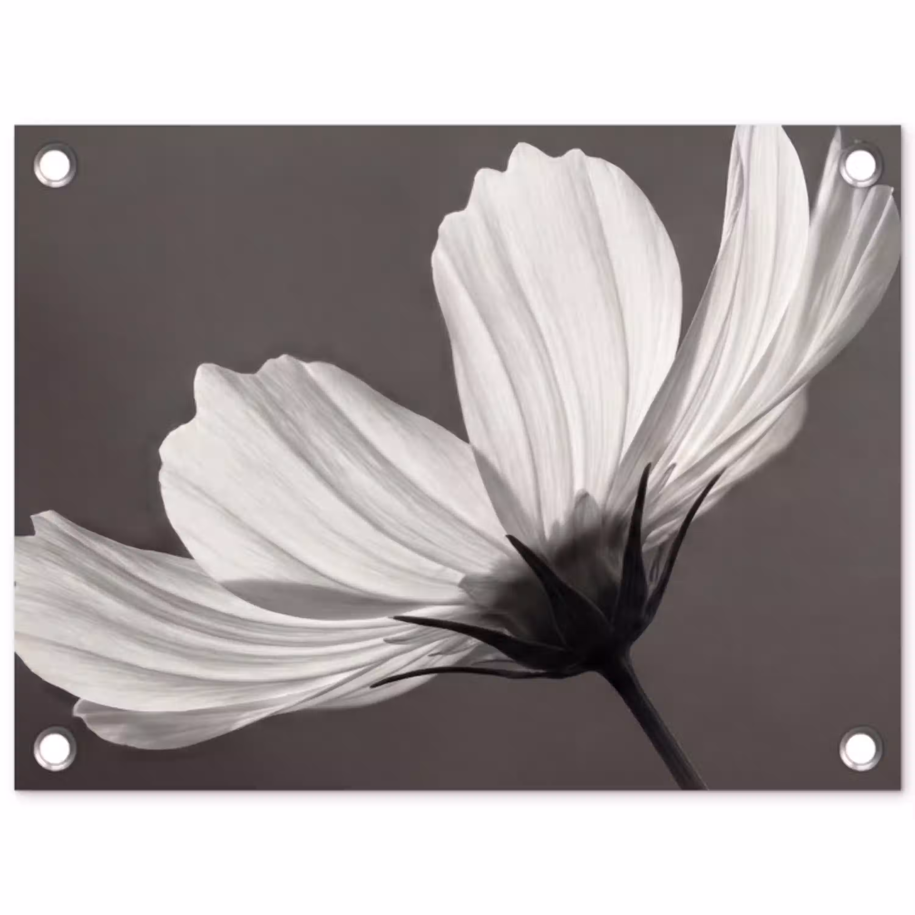 Bloem - Minimalistisch - Zwart - Wit tuinposter los doek klein -3d
