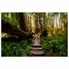Jungle - Natuur - Trap - Bomen poster papier klein -3d