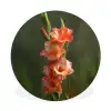 Bloem - Gladiolen - Zalmroze Wandcirkel aluminium klein -3d