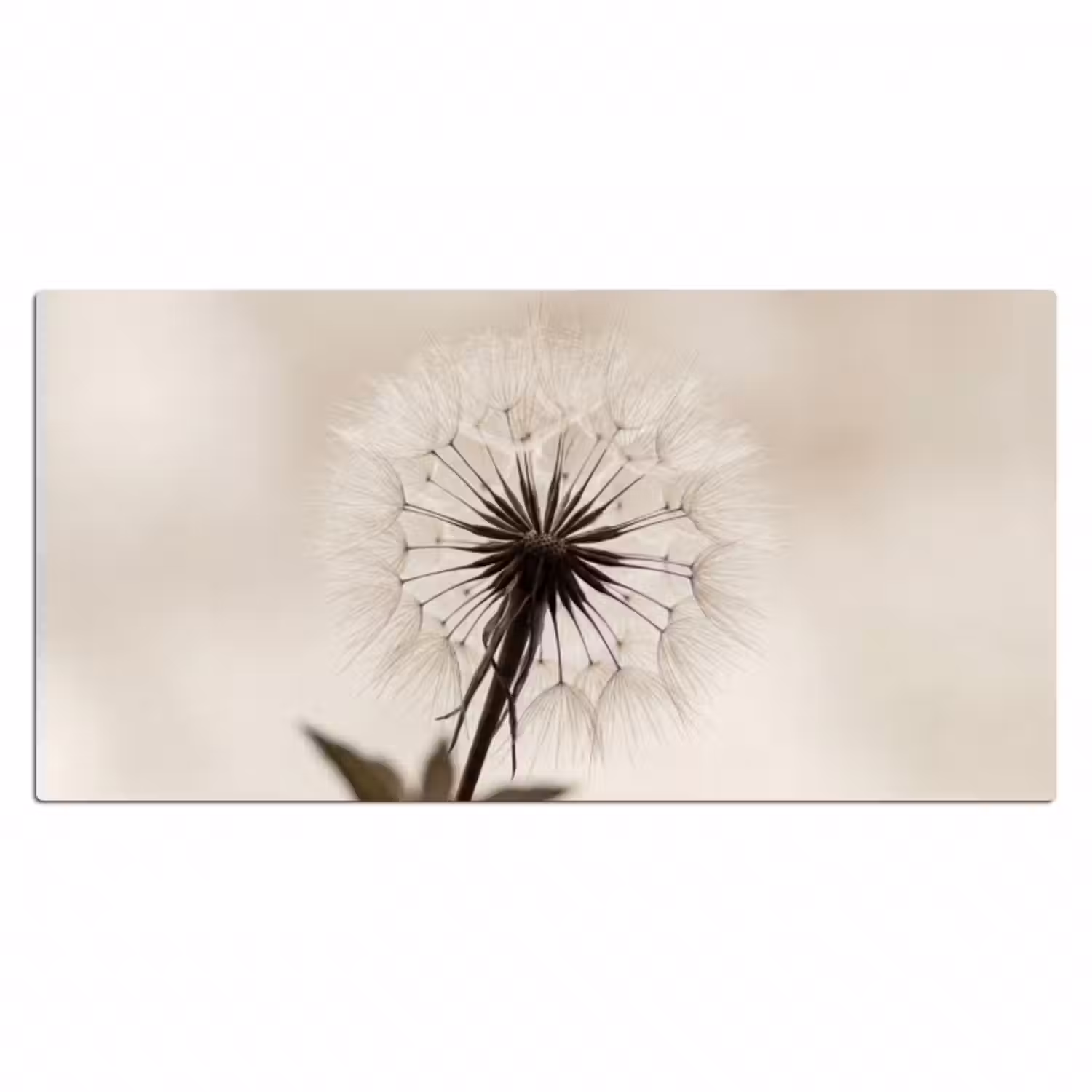 Schreibtischunterlage - Pusteblume - Minimalistisch - Weiß
