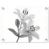 Lelies - Elegant - Zwart - Wit tuinposter los doek klein -3d