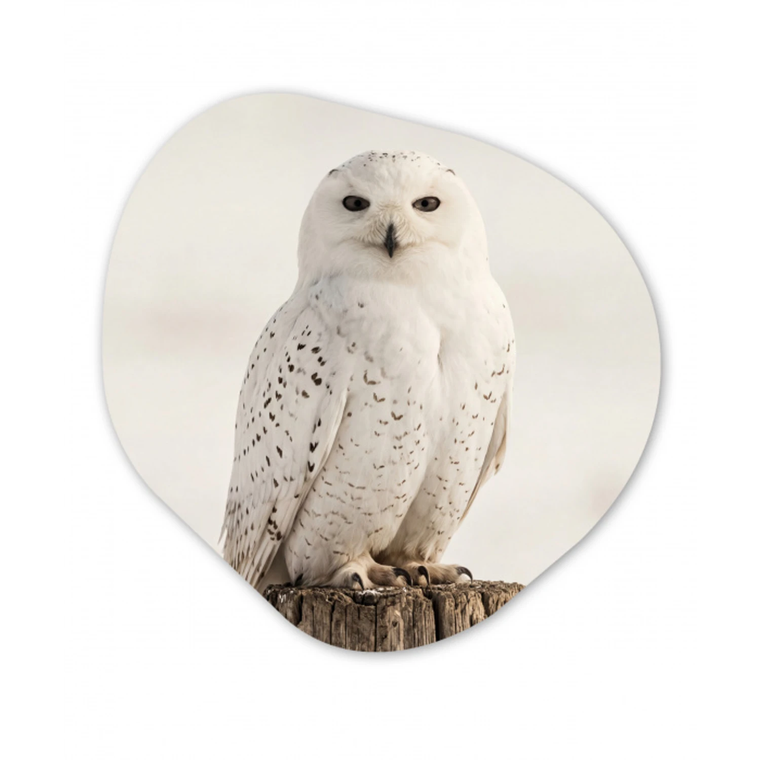 Sneeuwuil - Paal - Winter - Portret - Majestueus Wandcirkel Organisch Aluminium middel -3d