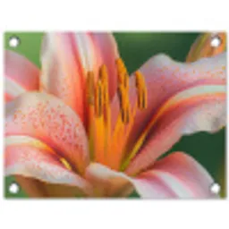 Lelie - Close up - Lichtroze tuinposter los doek klein -3d