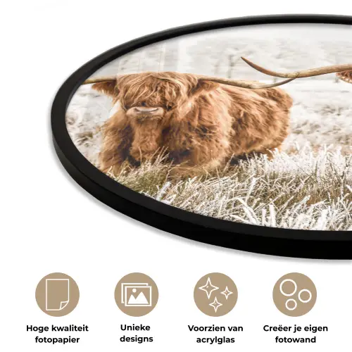 Schotse hooglander - Koe - Natuur - Winter Fotolijst rond zonder passe partout klein -closeup_NL