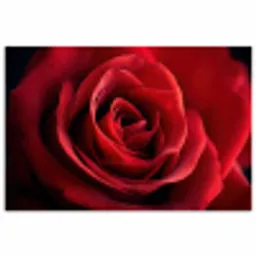 Rood - Roos - Romantisch poster papier klein -3d