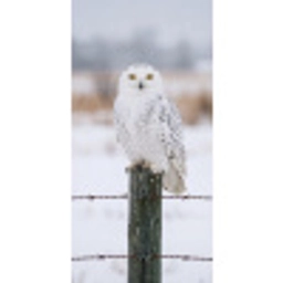 Sneeuwuil - Hek - Sneeuw - Wit Behang Vlies klein -3d_website