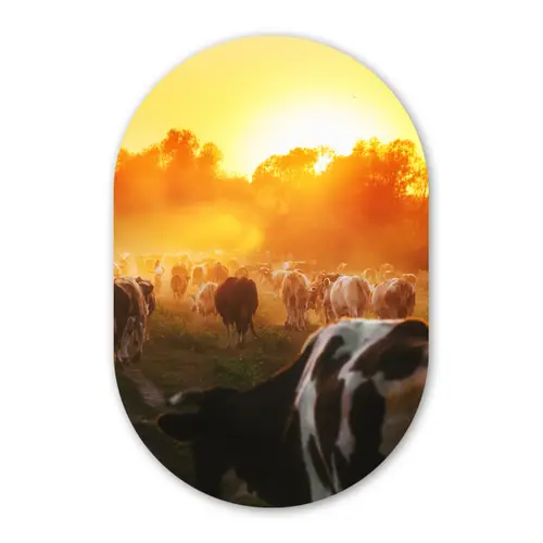 Koeien - Zonsondergang - Weiland - Dieren Wandcirkel Ovaal Forex klein -3d