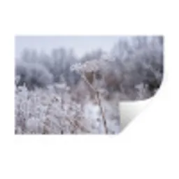 Schermbloem - Rijp - Kristallen - Winter - Delicaat Muursticker klein -3d