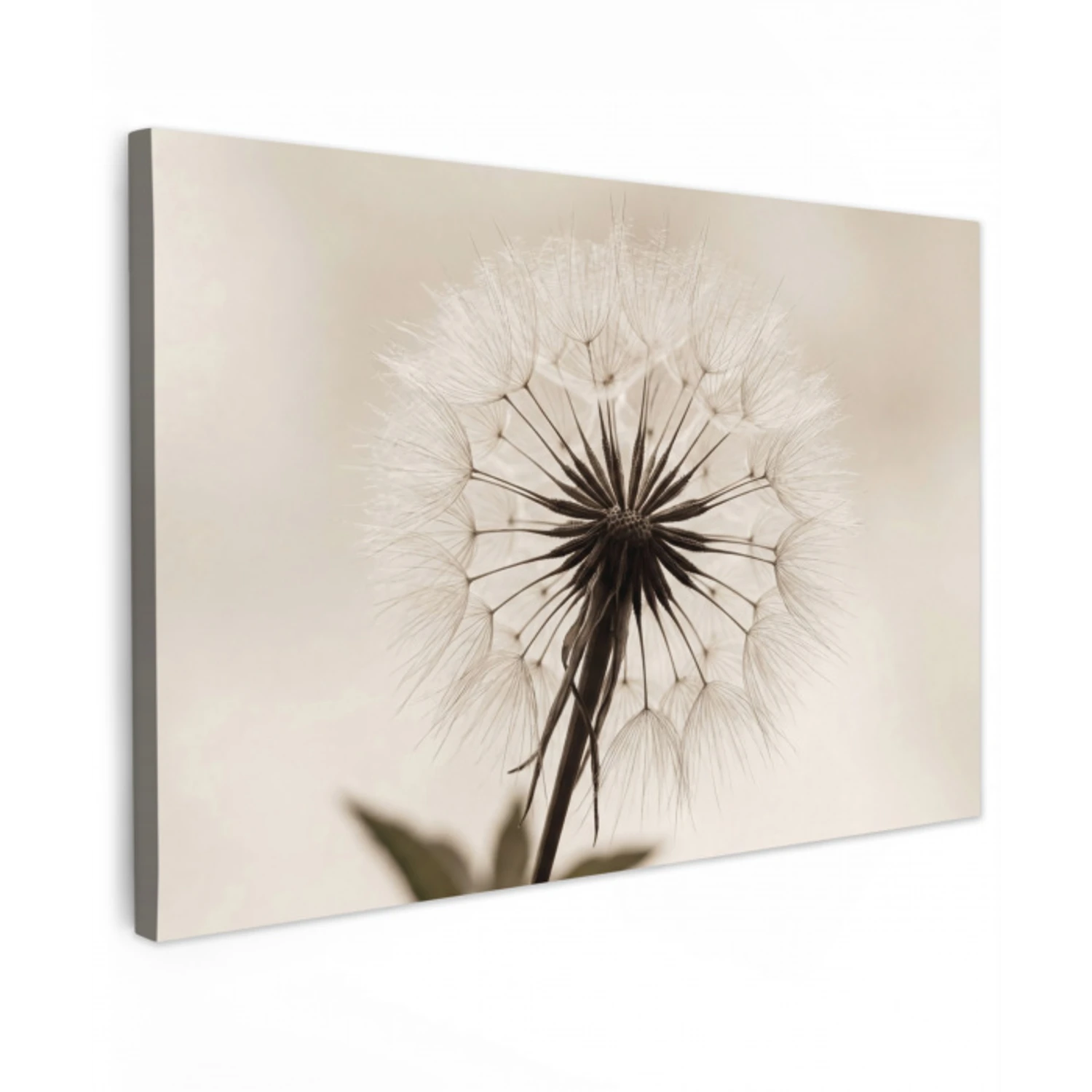 Paardenbloem - Minimalistisch - Wit Tuinposter op houten frame 2 cm dik klein -3d